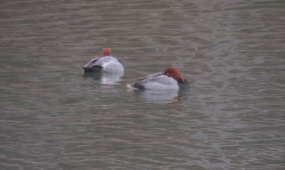 Redheads