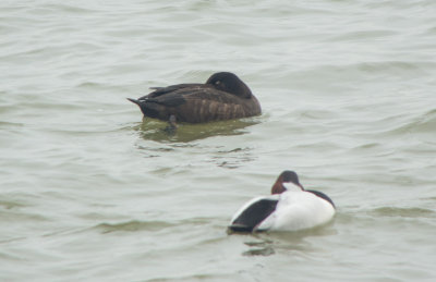 White-winged Scoter & Canvasback