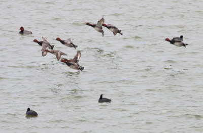 Redheads & Greater Scaup