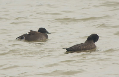 White-winged Scoters