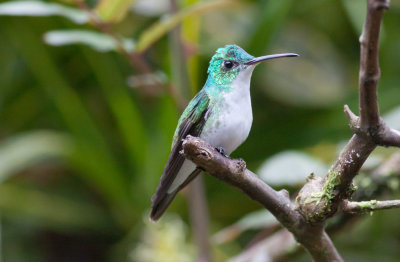 Andean Emerald