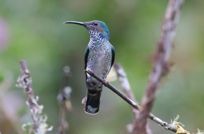 White-necked Jacobin