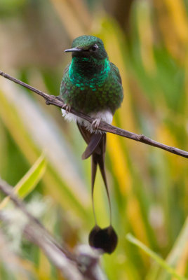 Booted Racquet-tail