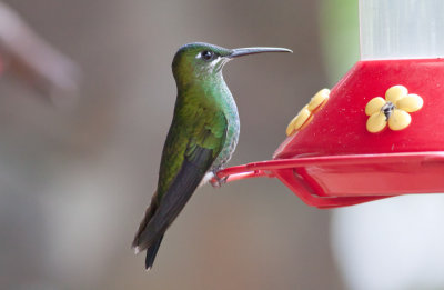 Purple-bibbed Whitetip