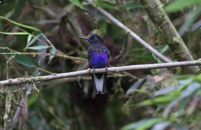 Velvet-purple Coronet