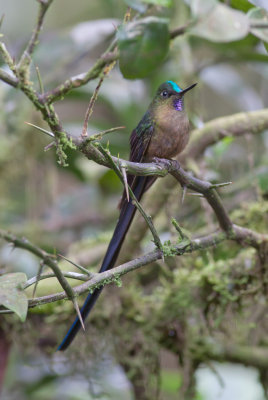 Violet-tailed Sylph