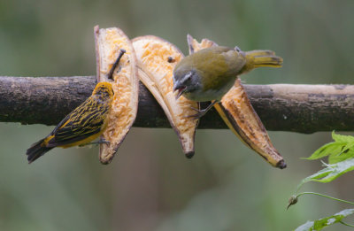 Golden Tanager & Buff-throated Saltator