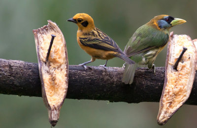 Golden Tanager & Red-headed Barbet