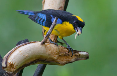 Blue-winged Mountain-Tanager