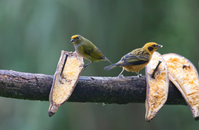 Orange-bellied Euphonia & Golden Tanager