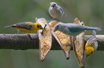 Golden & Blue-gray Tanagers