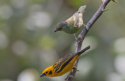Golden & Black-capped Tanagers