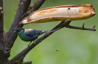 Black-capped Tanager