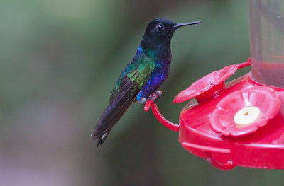 Velvet-purple Coronet