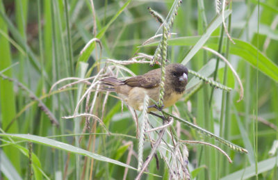 _Yellow-bellied Seedeater