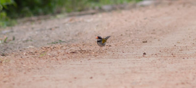 Orange-billed Sparrow