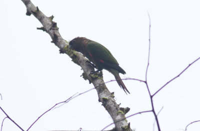 Maroon-tailed Parakeet