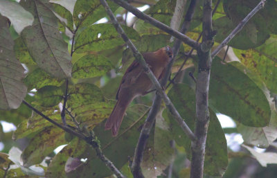 Buff-fronted Foliage-Gleaner