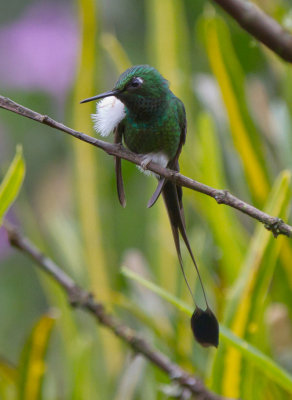 Booted Racquet-tail