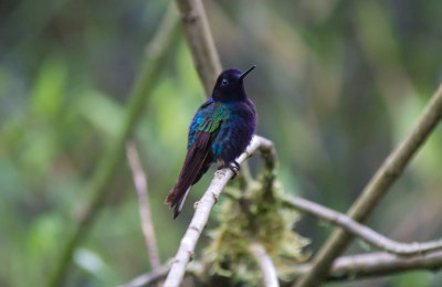 Velvet-purple Coronet