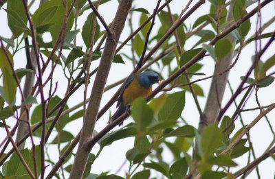 Blue-And-Yellow Tanager