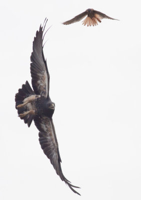 Black-chested Buzzard Eagle & American Kestrel