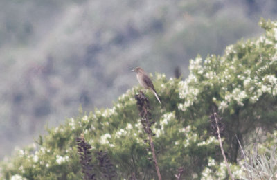 White-tailed Shrike-Tyrant