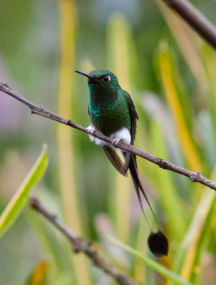 Booted Racquet-tail