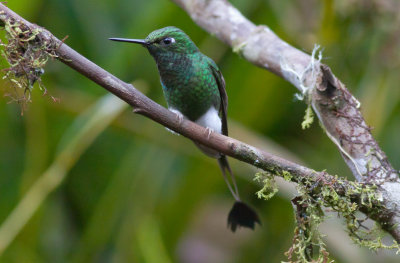 Booted Racquet-tail