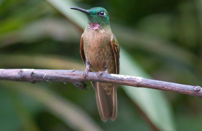 Fawn-breasted Brilliant