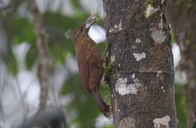 Strong-billed  Woodcreeper