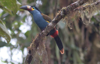 Plate-billed Mountain -Toucan