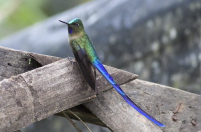 Violet-tailed Sylph 