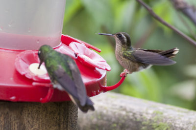 Spekled Hummingbird