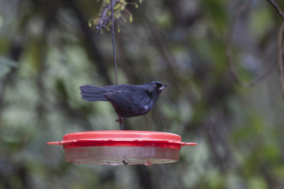 Glossy Flowerpiercer