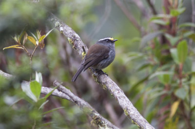 Crowned Chat-Tyrant