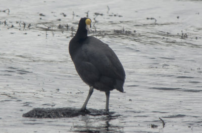 Andean Coot.