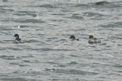 Silvery Grebes