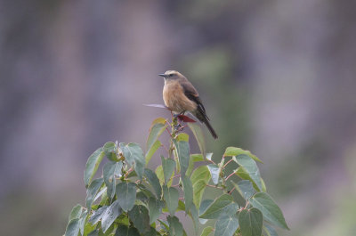 Brown-backed Chat-Tyrant