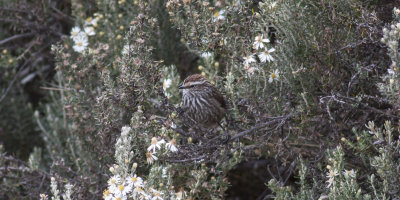 Andean Tit-Spinetail