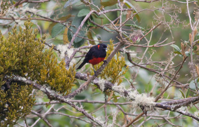 Scarlet-bellied Mountain-Tanager