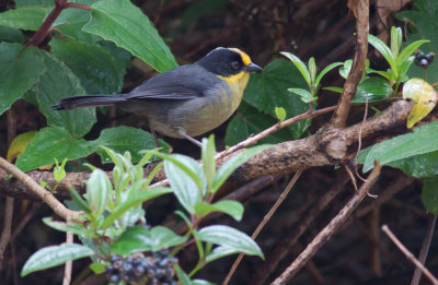 Pale-naped Brush-Finch