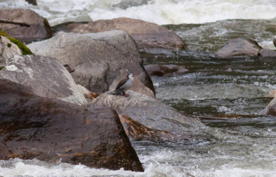 Torrent Duck
