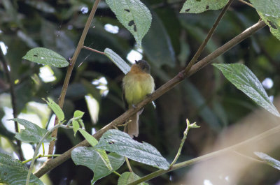 Rufous-breasted Flycatcher