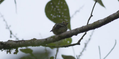 Wing-barred Piprites