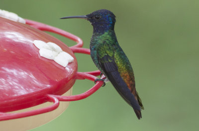 Golden-tailed Sapphire