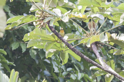 Gilded Barbet