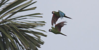Chestnut-fronted Macaws
