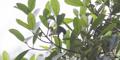 Spotted Tanager