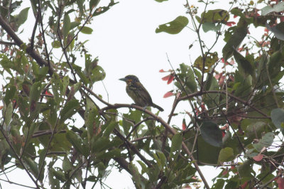 Gilded Barbet